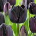 Tulip Paul Scherer, FALL PLANTING BULBS - Caribbean garden seed