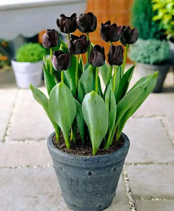 Tulip Paul Scherer, FALL PLANTING BULBS - Caribbean garden seed