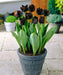 Tulip Paul Scherer, FALL PLANTING BULBS - Caribbean garden seed