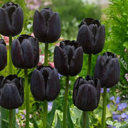 Tulip Paul Scherer, FALL PLANTING BULBS - Caribbean garden seed