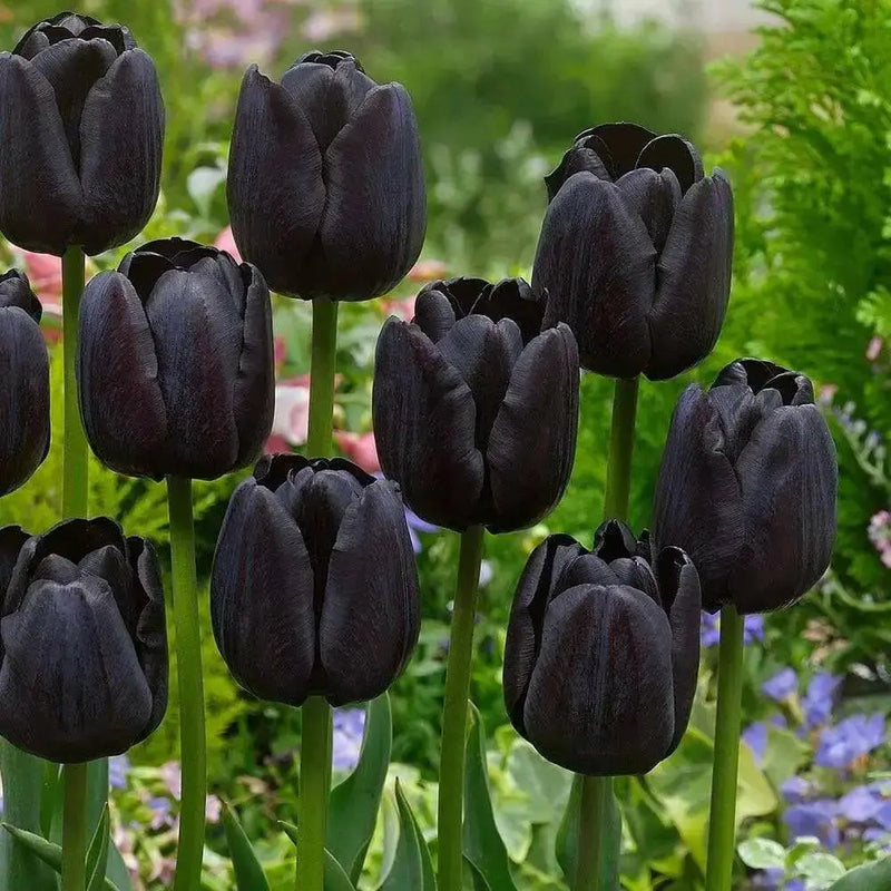 Tulip Paul Scherer, FALL PLANTING BULBS - Caribbean garden seed