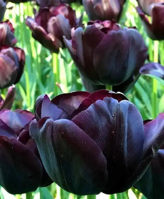 Tulip Paul Scherer, FALL PLANTING BULBS - Caribbean garden seed
