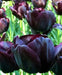 Tulip Paul Scherer, FALL PLANTING BULBS - Caribbean garden seed
