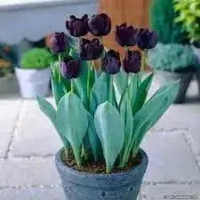 Tulip Paul Scherer, FALL PLANTING BULBS - Caribbean garden seed