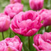 Tulip TABLE DANCE ) ,DOUBLE LATE , fall flowers bulb - Caribbean garden seed