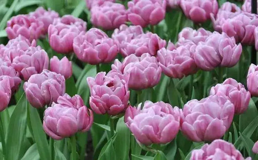 Tulip TABLE DANCE ) ,DOUBLE LATE , fall flowers bulb - Caribbean garden seed