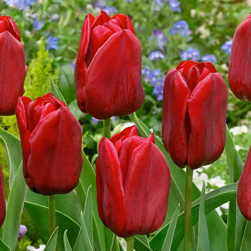 Tulip SINGLE RED , Seadov, Fall Planting Bulbs! - Caribbean garden seed