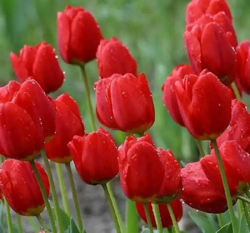 Tulip SINGLE RED , Seadov, Fall Planting Bulbs! - Caribbean garden seed