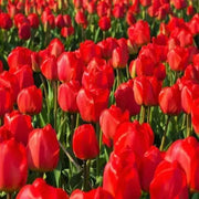 Tulip SINGLE RED , Seadov, Fall Planting Bulbs! - Caribbean garden seed