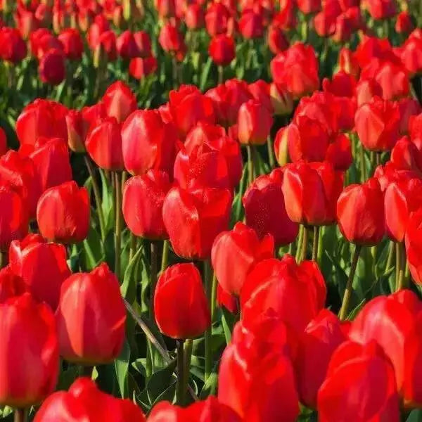 Tulip SINGLE RED , Seadov, Fall Planting Bulbs! - Caribbean garden seed