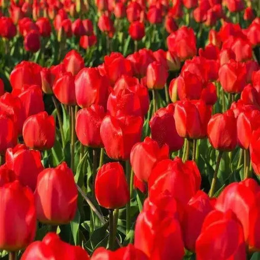 Tulip SINGLE RED , Seadov, Fall Planting Bulbs! - Caribbean garden seed