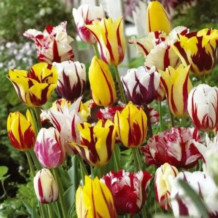 Tulip Rembrandt mix, Flowers Bulb, fall planting - Caribbean garden seed