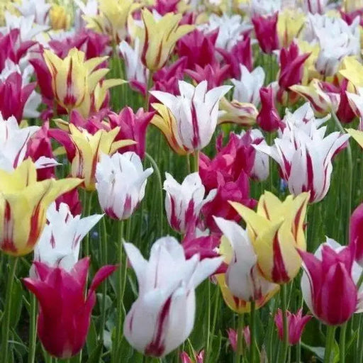 Tulip Rembrandt mix, Flowers Bulb, fall planting - Caribbean garden seed