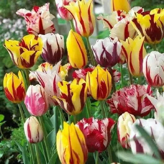 Tulip Rembrandt mix, Flowers Bulb, fall planting - Caribbean garden seed
