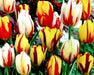 Tulip Rembrandt mix, Flowers Bulb, fall planting - Caribbean garden seed
