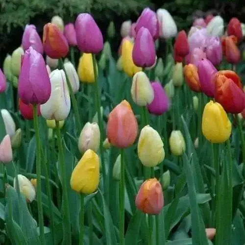 Tulip Triumph "Bright Mix" Mid-Season Blooming, Flower Bulbs - Caribbean garden seed