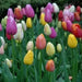 Tulip Triumph "Bright Mix" Mid-Season Blooming, Flower Bulbs - Caribbean garden seed