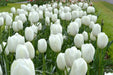 Tulip Royal Virgin (BULBS)  Excellent for Bouquets Flowers - Caribbean garden seed