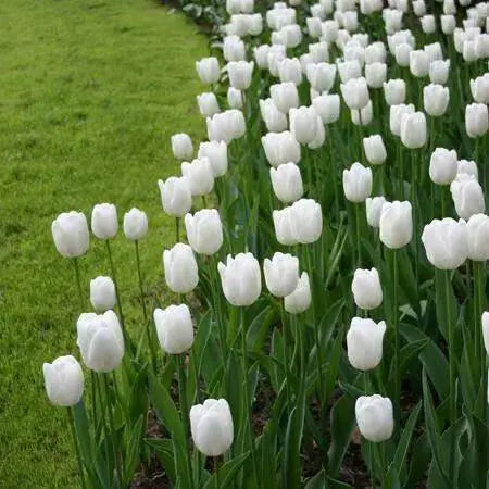 Tulip Royal Virgin (BULBS)  Excellent for Bouquets Flowers - Caribbean garden seed