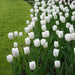 Tulip Royal Virgin (BULBS)  Excellent for Bouquets Flowers - Caribbean garden seed