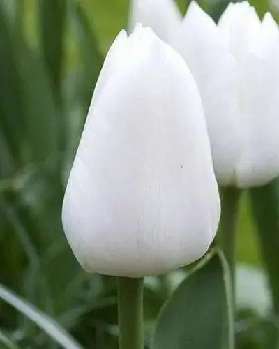 Tulip Royal Virgin (BULBS)  Excellent for Bouquets Flowers - Caribbean garden seed