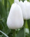 Tulip Royal Virgin (BULBS)  Excellent for Bouquets Flowers - Caribbean garden seed