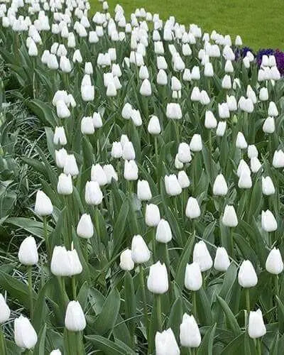 Tulip Royal Virgin (BULBS)  Excellent for Bouquets Flowers - Caribbean garden seed