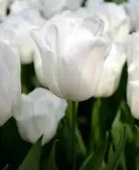 Tulip Royal Virgin (BULBS)  Excellent for Bouquets Flowers - Caribbean garden seed