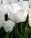 Tulip Royal Virgin (BULBS)  Excellent for Bouquets Flowers - Caribbean garden seed