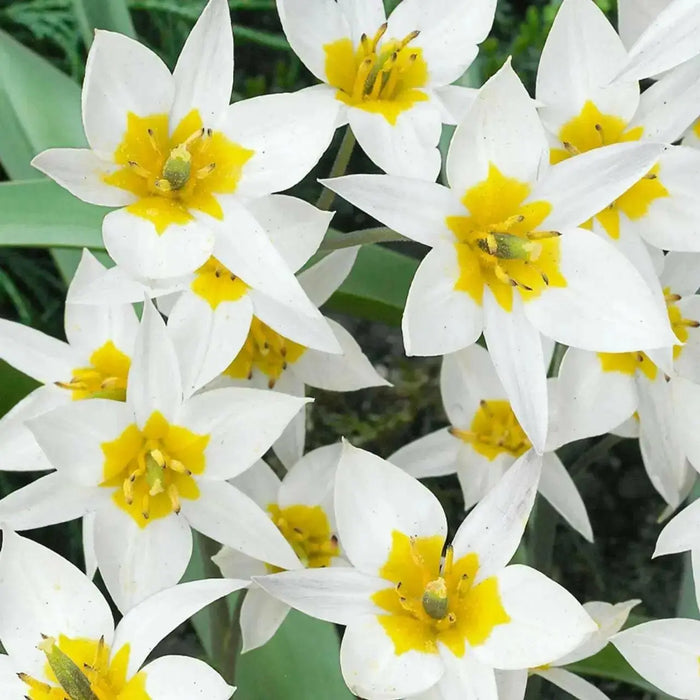 Tulip TURKESTANICA (Species Tulip)  Fully hardy. Perennial. - Caribbean garden seed