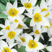 Tulip TURKESTANICA (Species Tulip)  Fully hardy. Perennial. - Caribbean garden seed