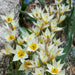 Tulip TURKESTANICA (Species Tulip)  Fully hardy. Perennial. - Caribbean garden seed