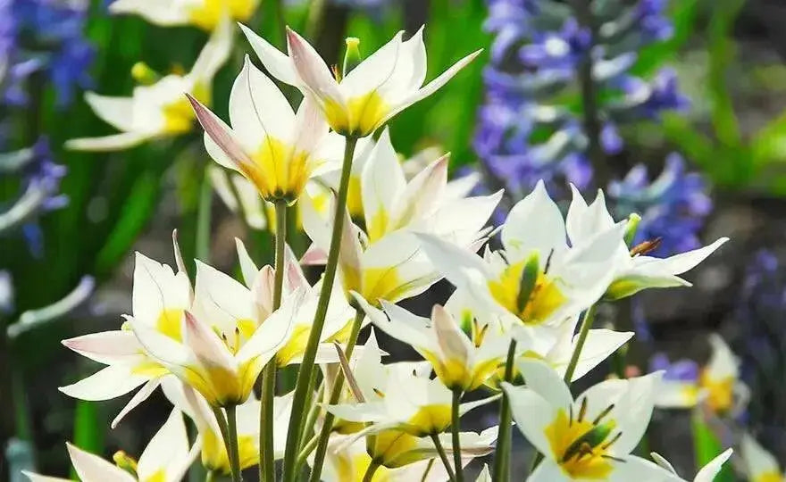 Tulip TURKESTANICA (Species Tulip)  Fully hardy. Perennial. - Caribbean garden seed