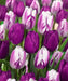 Tulip Purple Mixed, Flower Bulbs, Bloom Spring - Caribbean garden seed