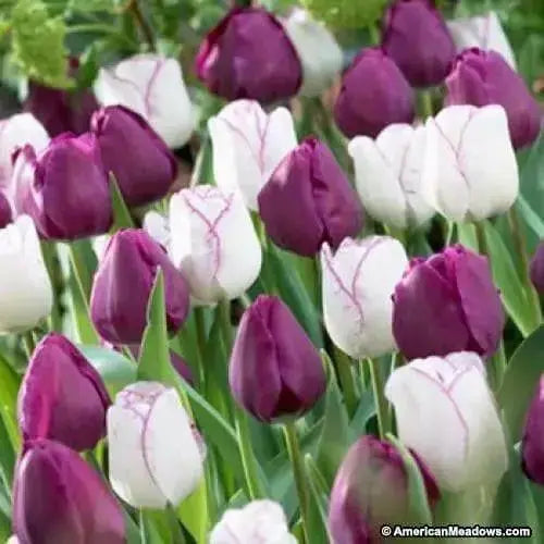 Tulip Purple Mixed, Flower Bulbs, Bloom Spring - Caribbean garden seed