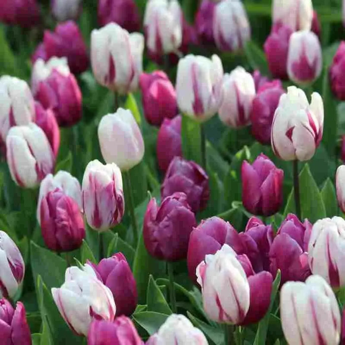 Tulip Purple Mixed, Flower Bulbs, Bloom Spring - Caribbean garden seed