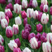Tulip Purple Mixed, Flower Bulbs, Bloom Spring - Caribbean garden seed