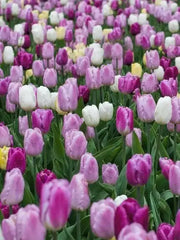 Tulip Purple Mixed, Flower Bulbs, Bloom Spring - Caribbean garden seed