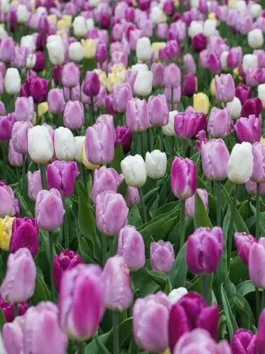 Tulip Purple Mixed, Flower Bulbs, Bloom Spring - Caribbean garden seed