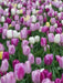Tulip Purple Mixed, Flower Bulbs, Bloom Spring - Caribbean garden seed