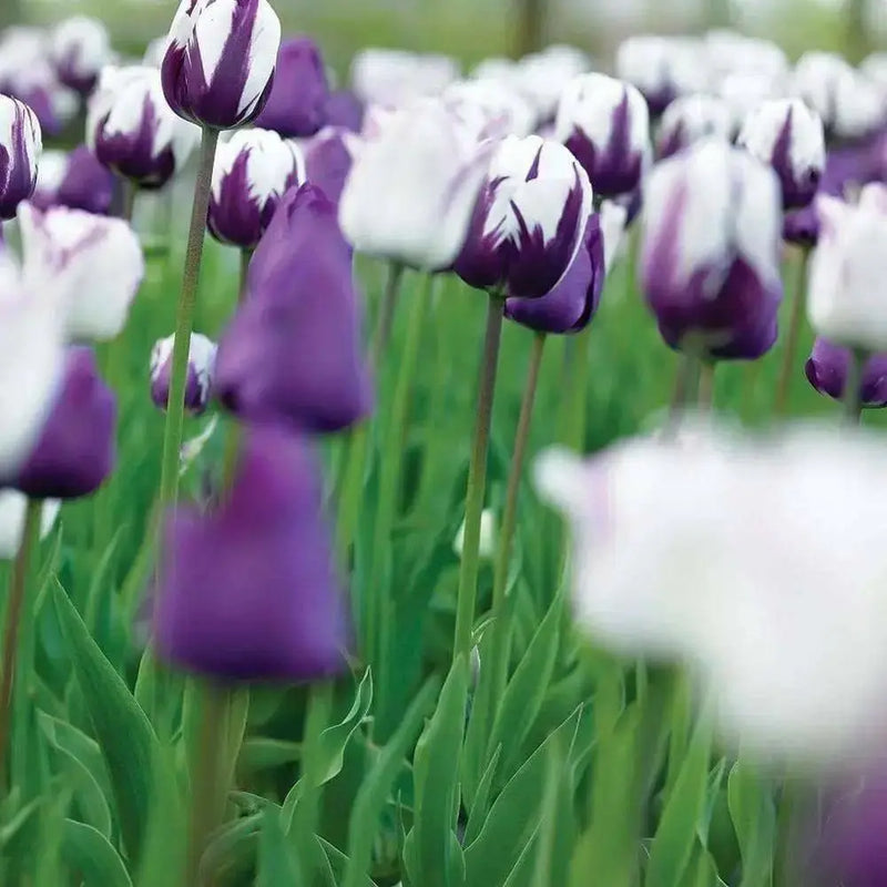 Tulip Purple Mixed, Flower Bulbs, Bloom Spring - Caribbean garden seed