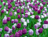 Tulip Purple Mixed, Flower Bulbs, Bloom Spring - Caribbean garden seed