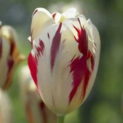 Tulip Triumph Grand Perfection -Tulip Bulbs,Topsize /Flowers Midseason/Fall Planting/Now shipping ! - Caribbean garden seed