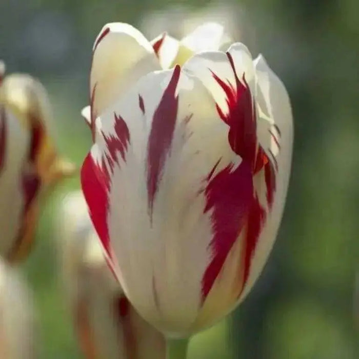 Tulip Triumph Grand Perfection -Tulip Bulbs,Topsize /Flowers Midseason/Fall Planting/Now shipping ! - Caribbean garden seed