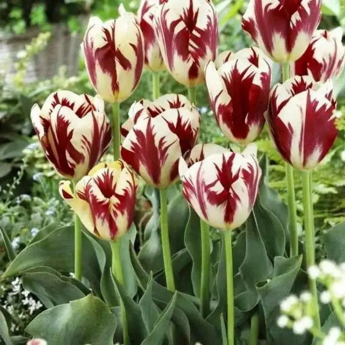 Tulip Triumph Grand Perfection -Tulip Bulbs,Topsize /Flowers Midseason/Fall Planting/Now shipping ! - Caribbean garden seed