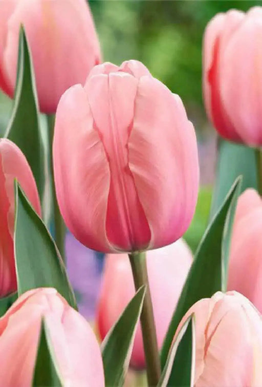 Tulip Salmon Impression ( Bulbs) Bloom Spring, FALL PLANTING - Caribbean garden seed