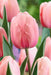 Tulip Salmon Impression ( Bulbs) Bloom Spring, FALL PLANTING - Caribbean garden seed