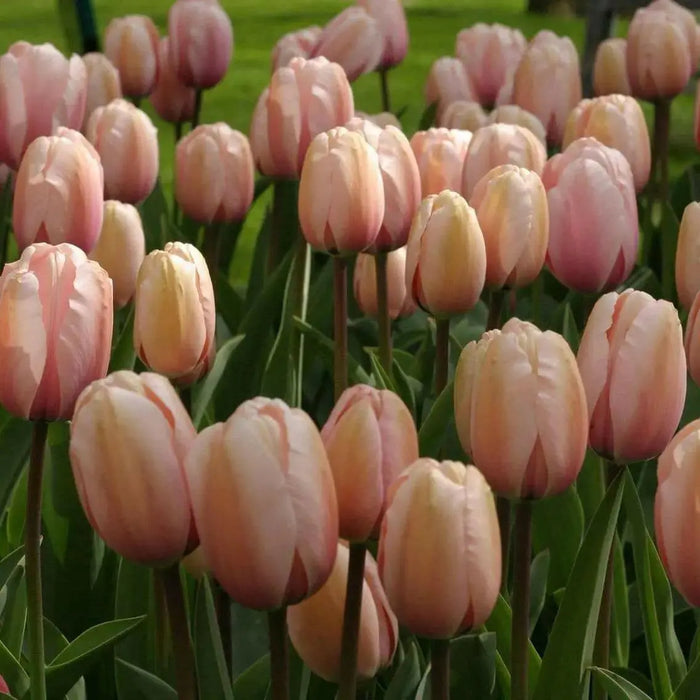 Tulip Salmon Impression ( Bulbs) Bloom Spring, FALL PLANTING - Caribbean garden seed