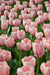 Tulip Salmon Impression ( Bulbs) Bloom Spring, FALL PLANTING - Caribbean garden seed