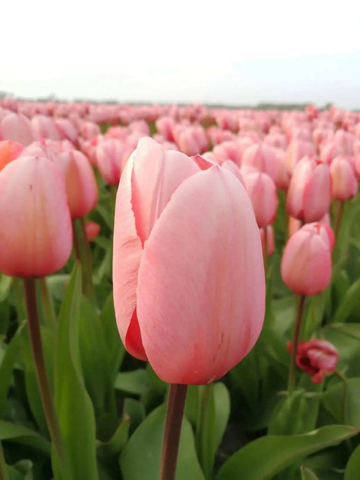 Tulip Salmon Impression ( Bulbs) Bloom Spring, FALL PLANTING - Caribbean garden seed